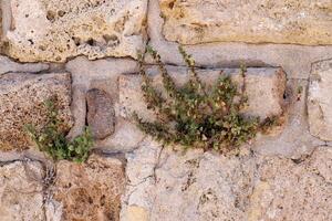 verde plantas e flores crescer em a pedras. foto