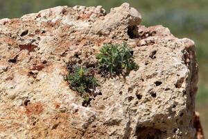 verde plantas e flores crescer em a pedras. foto