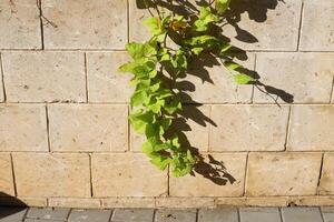 verde plantas e flores crescer em a pedras. foto