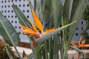 flores dentro uma cidade parque em a margens do a Mediterrâneo mar. foto