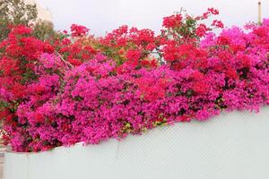 flores dentro uma cidade parque em a margens do a Mediterrâneo mar. foto