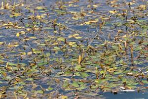 uma água lírio cresce dentro uma fresco água lago. foto