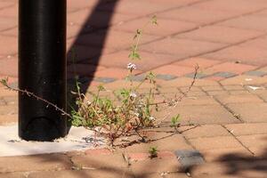 verde plantas e flores crescer em a estrada e calçada. foto