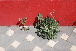 verde plantas e flores crescer em a estrada e calçada. foto