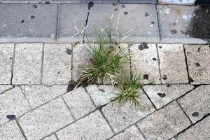 verde plantas e flores crescer em a estrada e calçada. foto