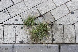 verde plantas e flores crescer em a estrada e calçada. foto