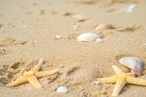 foto cópia de espaço areia com cartuchos e estrelas do mar
