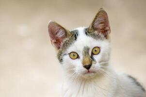 jovem fofa gatinho curiosamente parece às a Câmera foto