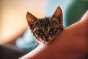 jovem fofa gatinho abraços com dele humano foto