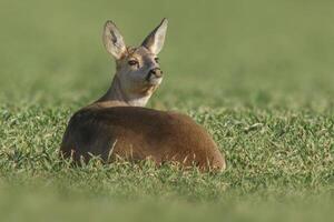 1 lindo corça senta em uma verde campo dentro Primavera foto