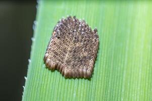 inseto ovos do uma muito pequeno espécies do mosca foto