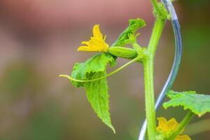 uma fresco verde pepino em uma plantar dentro a sazonal jardim foto