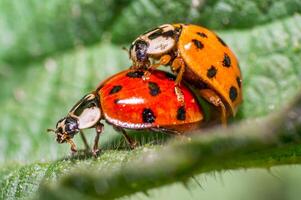 dois joaninha às a acasalamento em verde folha dentro fresco estação natureza foto