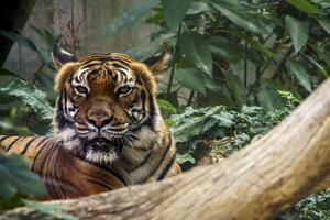 selvagem tigre assistindo para presa dentro a verde selva foto