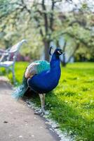 pavão é caminhando dentro Praga jardins dentro Primavera tempo. Alto qualidade foto