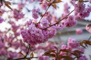 florescendo cereja galhos em brilhante ensolarado dia dentro Primavera parque dentro Praga dentro pôr do sol tempo. Alto qualidade foto