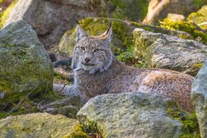 fofa jovem lince dentro a colorida região selvagem floresta foto