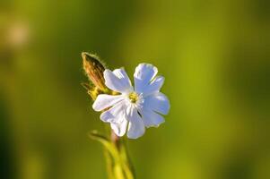 uma lindo colorida flor com uma suave fundo foto