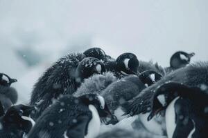 pinguins achando força dentro unidade foto