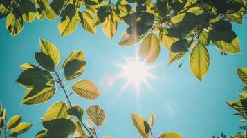 vibrante raio de Sol brilhando através fresco folhas foto