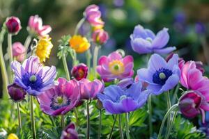 flores do a windflower ou pulsatilla patenas. primeiro Primavera florescendo flor foto