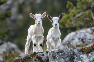 pequeno engraçado bebê cabras dentro a selvagem foto