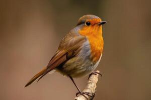 europeu robin empoleirado em uma ramo dentro Primavera natureza foto