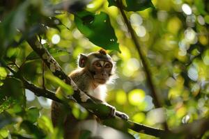 macaco dentro floresta parque. bali Indonésia foto