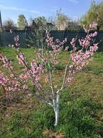 fruta árvores floresceu dentro a jardim dentro Primavera foto