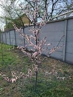 fruta árvores floresceu dentro a jardim dentro Primavera foto