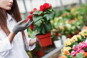 cuidar das plantas. garota com luvas nas mãos segurando um vaso com flores vermelhas