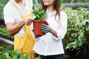 cara dá conselhos. casal de adoráveis trabalhadores de jardim com roupas de trabalho cuidando da planta no vaso na estufa