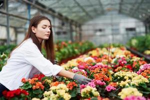 muitas das plantas. trabalhadora cuidando das flores na estufa foto