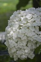 branco hortênsia florescendo foto