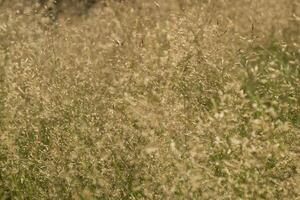 panicum plantar fechar acima. natural fundo. foto