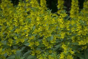 natural padronizar com amarelo flores foto