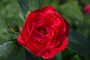 vermelho rosa dentro a jardim fechar acima. foto