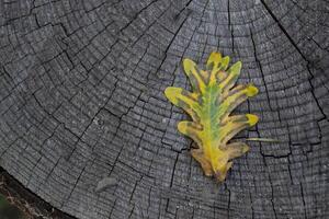 a outono carvalho folha em uma cinzento de madeira fundo. foto