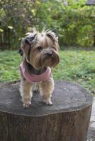 yorkshire terrier dentro a jardim foto