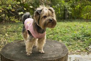 yorkshire terrier dentro a jardim foto