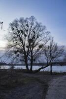 inverno panorama com árvores e céu. foto