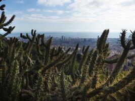 cravado plantas com a urbano panorama dentro a fundo foto