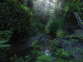 verde floresta com rio e névoa foto