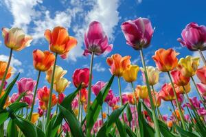 multicolorido tulipas contra uma azul céu foto