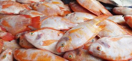 fresco cru peixe venda às tradicional mercado. peixe vibrante cor fundo foto