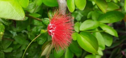 lindo vermelho calliandra flores este estão florescendo dentro a jardim foto