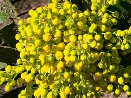 Mahonia aquifolium. brilhante amarelo flores Mahonia japonica arbusto foto