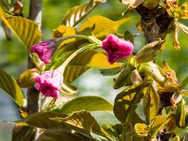 Rosa não soprado sakura flores dentro cedo Primavera. brotos foto