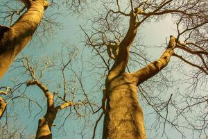 fundo do a latido do uma cladrastis Kentukea árvore dentro ensolarado clima. natural couro do natureza. foto