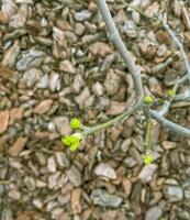 jovem FIG em a árvore cedo dentro a temporada. ficus carica foto